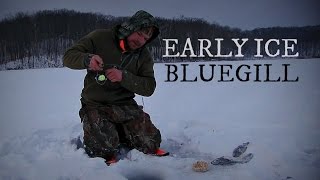 Early Ice Bluegills Michigan Gone Wild [upl. by Cissiee]