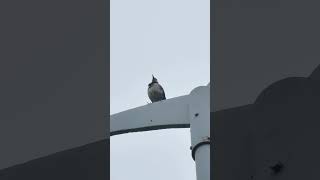 Blackcollared starling tidying its feathers bird [upl. by Malchy]