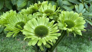 Echinacea Green Jewel green coneflower  FarmerGracycouk [upl. by Lhary]