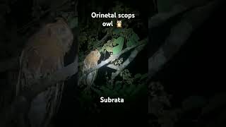 oriental scops owl wildlife viralvideo [upl. by Terrag921]