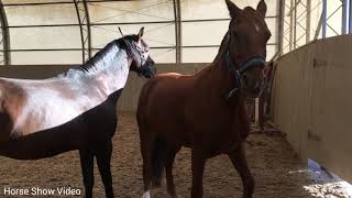 Thoroughbred Horse Breed Successful Horse Breed Tyt Equestrian [upl. by Carmelo]