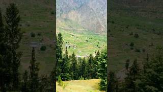 💯🌲Naltar Valley🏔🇵🇰gilgitbaltistan mountains nature youtubeshorts shortvideo [upl. by Jeraldine270]