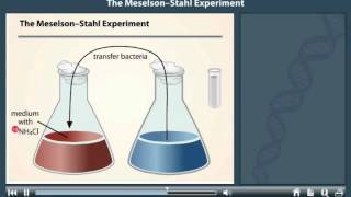 Meselson and Stahl Experiment Animation [upl. by Peyter]