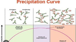 AntigenAntibody reactions  Precipitation Curve [upl. by Mialliw]