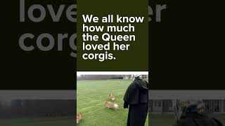 How Queen Elizabeth IIs love of corgis began [upl. by Atterys]