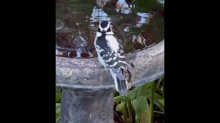 Downy Woodpecker [upl. by Yemaj]