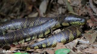 WOW Cooking Big Water Snake with Weaver Ant Recipe for Lunch in forest [upl. by Uohk]