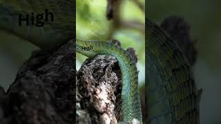 Boomslang The Deadly Hemotoxic Snake of SubSaharan Africa wildlife nature [upl. by Shayla]