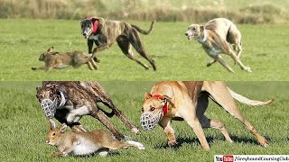 greyhound vs hare 2024  dog vs rabbit hunting race  coursing greyhound race [upl. by Oiramrej]