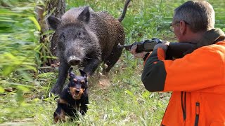 Chasse Sanglier au maroc  Caçada javali 2023  Wild Boar Hunting Partie 07 [upl. by Bank924]