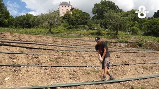 Nouvelles vignes au château de MenthonSaintBernard [upl. by Udele]