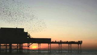 Starlings in Aberystwyth [upl. by Elleirb]