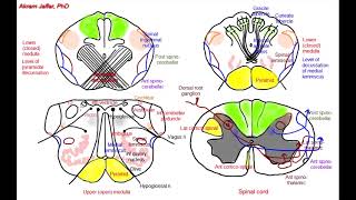 Medulla oblongata simplified sections of internal structure [upl. by Rothschild630]