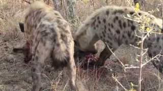 Hyenas Feed on Wild Dog [upl. by Oneill]