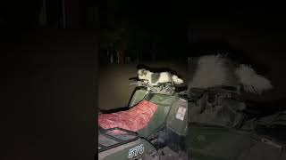 Little dog loves Riding on the ATV shorts doggie bushcraft [upl. by Barsky]