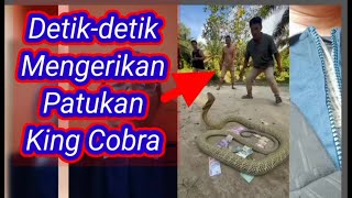 Detik detik Mengerikan Patukan King Cobra [upl. by Mcnutt]