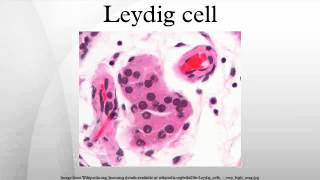 Leydig cell [upl. by Orfurd]