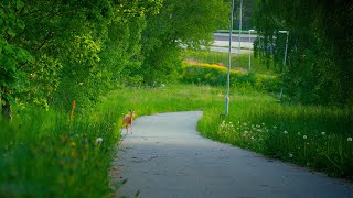 I found a deer in the city  Jönköping Sweden [upl. by Lantz]