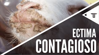 Ectima Contagioso [upl. by Tonneson580]