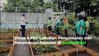 Dinas KPKP Lakukan Penyemaian dan Penanaman Sayuran di Kebun Opal [upl. by Siffre]