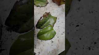 Propagating Brackens Brown Beauty Magnolia branch [upl. by Alinna]