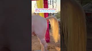 STALLION BADAL FROM PUNJAB nukhra royalmarwarihorses horse [upl. by Yhtimit]