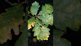 English Oak Quercus robur amp Sessile Oak Quercus petraea saplings Northern Ireland 10112024 [upl. by Nacim897]