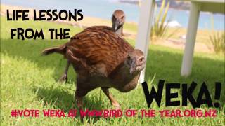 Life Lessons from Weka [upl. by Cordey]