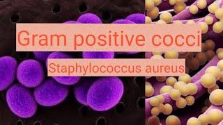 Staphylococcus aureus in urduhindi [upl. by Artinahs]