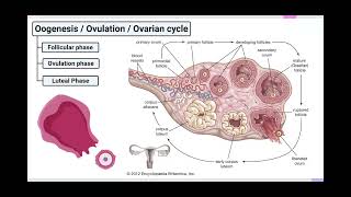 The Ovarian Cycle Biology Unit 1 [upl. by Vargas]