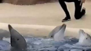 Dolphin Discovery at SeaWorld San Diego 2004 Part1 [upl. by Piwowar]