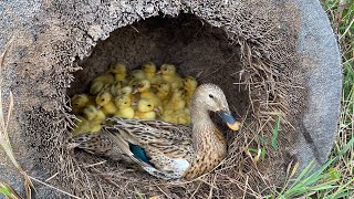 WOW 40Duckling Hatching From Eggs  I Took a lot of Baby Duck Hatching Eggs [upl. by Eelyk252]