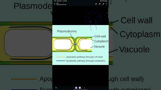 Lecture 10 Apoplast pathway [upl. by Kablesh]