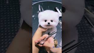 dog pretty pomeranians pets pomeranian dogbreed cute pomeranian club puppy pomeranian [upl. by Sidnarb]