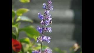 Nepeta Six Hills Giant Catmint [upl. by Connel501]