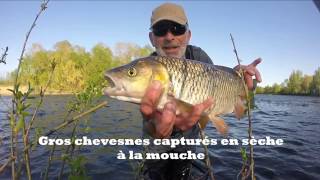 Gros chevesnes capturés en mouche sèche [upl. by Blight513]