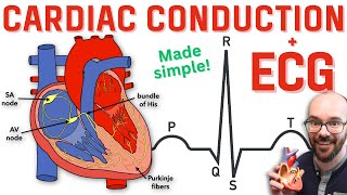 Heart Conduction System amp ECG EKG [upl. by Lamarre717]