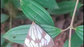 Butterfly Garden St Dominics College Kanjirappally [upl. by Madaras668]