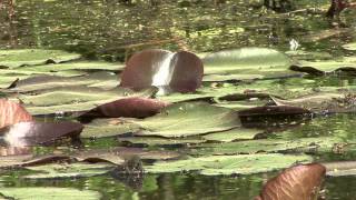 Seerosenteich im Friedewald Coswig Spitzgrund FX7 [upl. by Sung]