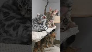 Bengal kitten very tired team is ready to sleep😻😻 [upl. by Baggs]