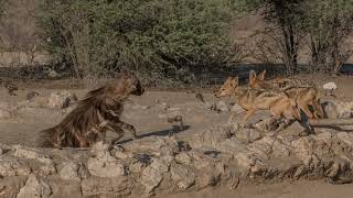 Brown Hyena of Kgalagadi Transfrontier Park [upl. by Ciapas]