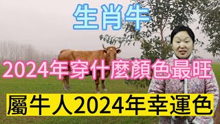 生肖屬相牛！屬牛人在2024年穿什麼顏色最旺？生肖屬牛人2024年幸運色是什麼！本期視頻講述2024生肖牛！運勢 顏色 風水 2024 [upl. by Barker]