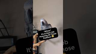 Bird Exhausted From Preening Feathers 🤣 pets animals birds talkingparrot parrot funny cute [upl. by Ayatnwahs]