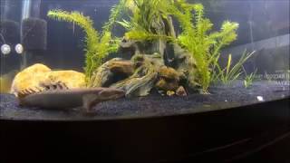 Bichir amp Hujeta Gar feeding [upl. by Rosenberger]