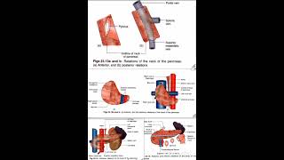 Pancreas Relations Anatomy Quick Revision University Exam [upl. by Rochelle541]