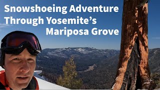 Snowshoeing Adventure through Yosemites Mariposa Grove Giant Sequoias hiking yosemite bigtrees [upl. by Nollek]