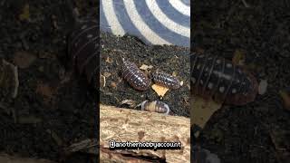 isopod isopods insects dailyvideo happy life bugs amadilidiunklugi daily [upl. by Sisxela]