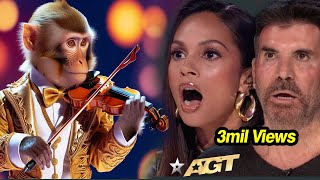 First Monkey to Play an INSTRUMENT on AGT Emotional Audition  Everyone Tears agtmagic viralvideo [upl. by Lucy]