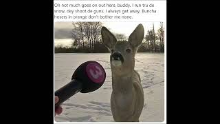 Deer Interview [upl. by Sito]