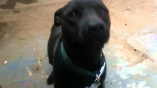 Boudreaux Pitbull [upl. by Aicek]